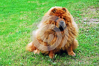 Red chow chow dog on a green grass