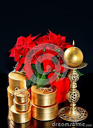 Red christmas flower poinsettia with golden gifts