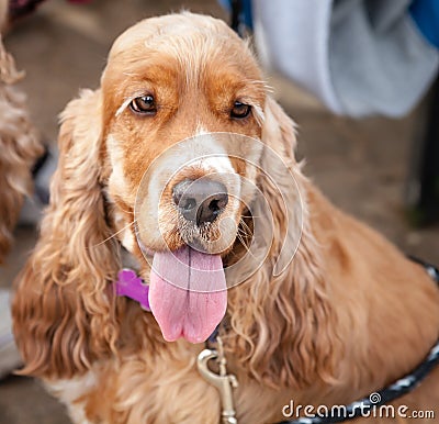 Red Cocker Spaniel Dog with Tongue Hanging Out