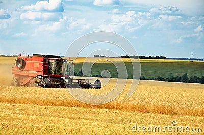 Red combine harvests wheat in a field