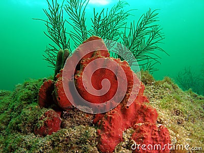 Red coral with Sea Plumes