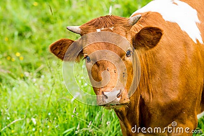 Red cow in a green pasture