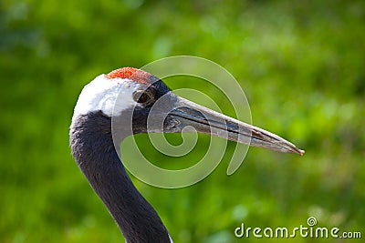 Red Crowned Crane Royalty Free Stock Image