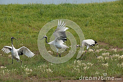 Red-crowned Crane Zhalong wetland nature reserve in the red-crowned crane population