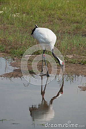 Red-crowned Crane Zhalong wetland nature reserve in the red-crowned crane