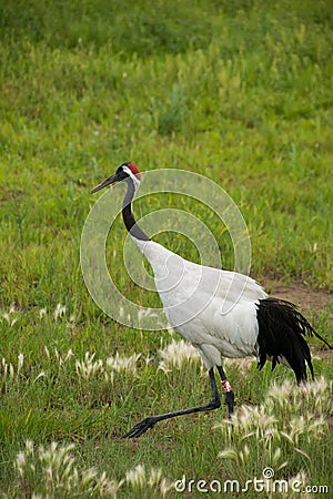 Red-crowned Crane Zhalong wetland nature reserve in the red-crowned crane