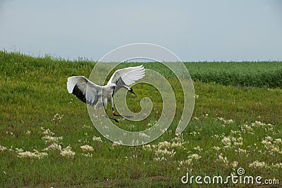 Red-crowned Crane Zhalong wetland nature reserve in the red-crowned crane