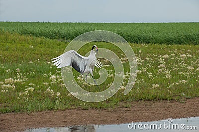 Red-crowned Crane Zhalong wetland nature reserve in the red-crowned crane