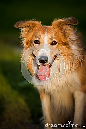 Red dog border collie