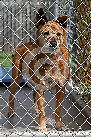 A red dog in his cage at the animal shelter