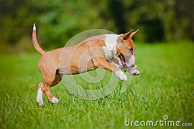 Red english bull terrier jumping
