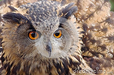 Red eye long -eared Owl