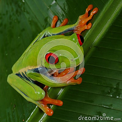 Red Eye Tree Frog