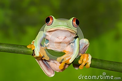 Red Eye Tree Frog on Branch