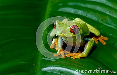 Red Eye Tree Frog