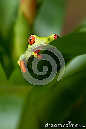 Red eyed tree frog