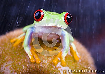 Red eyed tree frog