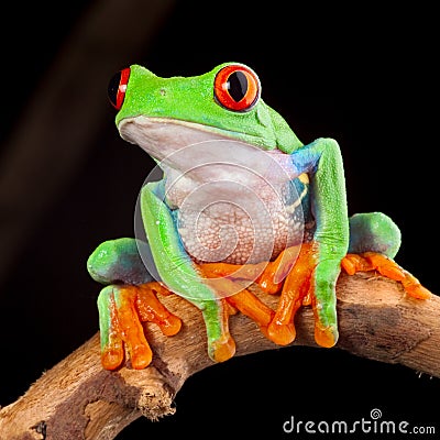 Red Eyed Tree Frog Diet Facts Fast-Food