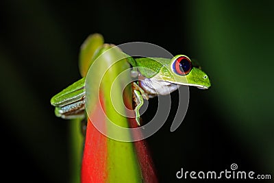 Red-eyed Tree Frog