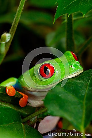 Red Eyed Tree Frog Closeup