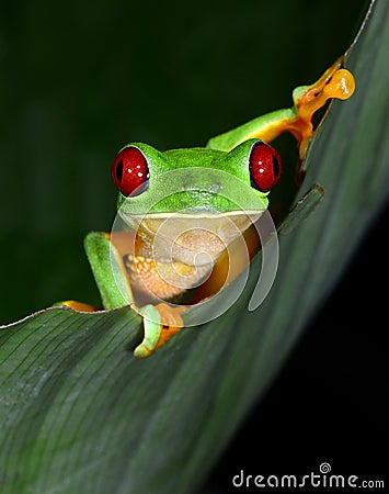 Red eyed tree frog curious vibrant on green leaf, costa rica, ce