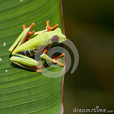 Red-eyed tree frog on leaf