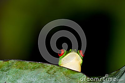 Red eyes tree frog