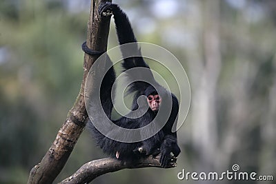 Red-faced spider monkey, Ateles paniscus