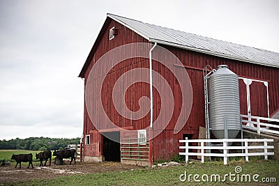 Red Farm Barn with Cows