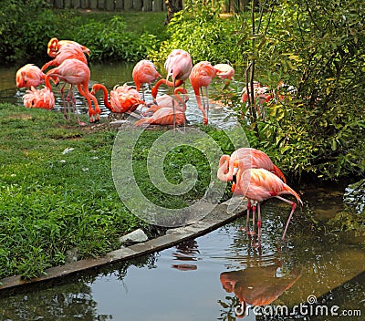 Red Flamingo