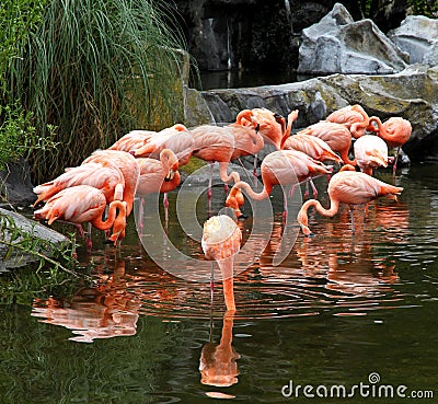 Red flamingos pack in ecological biopark.