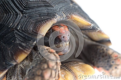 Red-footed tortoise