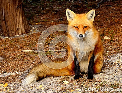 red-fox-19304038.jpg