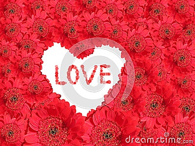 Red gerber daisy Background with white love heart