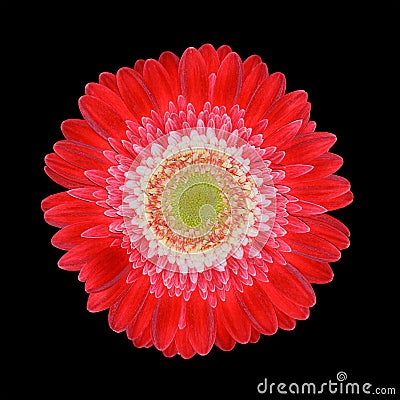 Perfect Red Gerbera Flower Head with White Center. Closeup Isolated on 