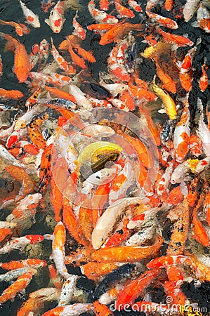 Red and gold fishes