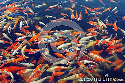 Red and gold fishes