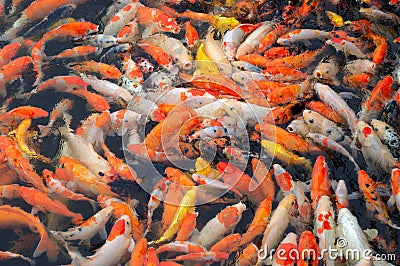 Red and gold fishes