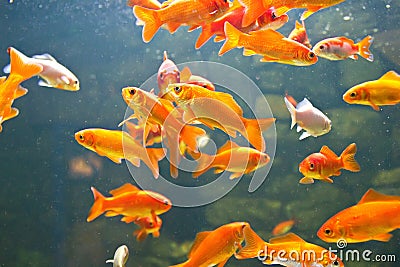 Red and gold fishes