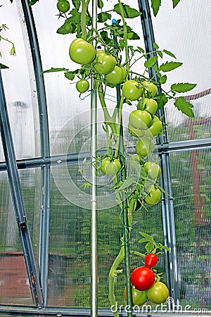 Red and green tomatoes ripening on the bush in a greenhouse