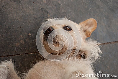 Red-haired dog