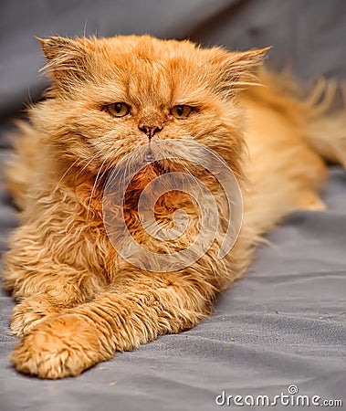 Red-haired Persian cat