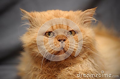 Red-haired Persian cat