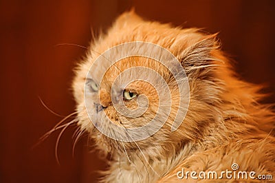 Red-haired Persian cat