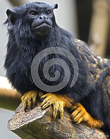 Picture of Red-handed Tamarin , Red-handed Tamarin pic, Red-handed Tamarin pictures free