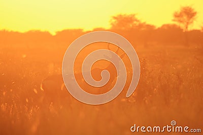 Red Hartebeest - Wildlife Background - Glow of Gold and Nature
