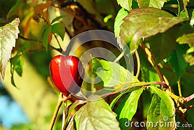 Red heart on autumn leaves background