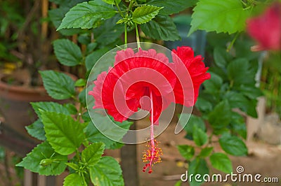 Red hibiscus