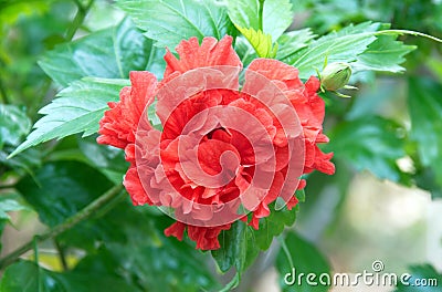 Red hibiscus, tropical flower.