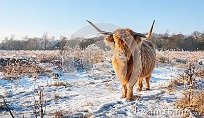 Red Highland cow with winter fur and long horns